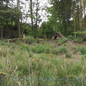 Peccary Enclosure May 2010