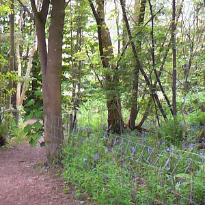 Woodland Path May 2010