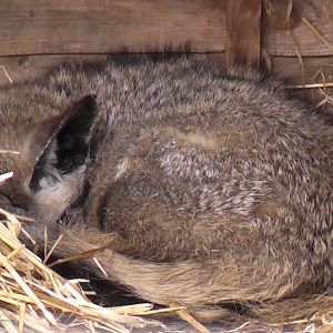Bat Eared Fox May 2010