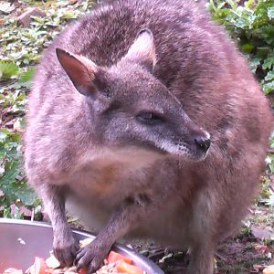 Parma Wallaby May 2010