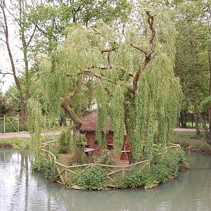 White faced saki and emperor tamarin island