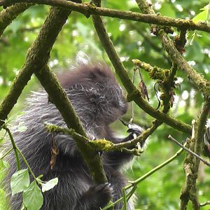 Tree Porupine May 2010