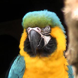 Blue and Gold Macaw May 2010