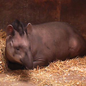 Brazilian Tapir May 2010