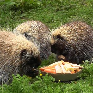 Tree Porcupine May 2010