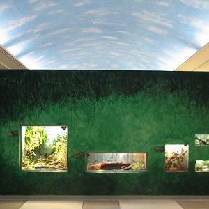 Feathers and Scales - Reptile Exhibits