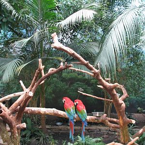 Perching Birds - Walkthrough Aviary