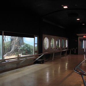 Perching Birds - Exhibit Gallery