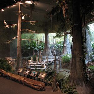 The Swamp - Egret Pond Exhibit