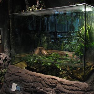 The Swamp - Siren Exhibit