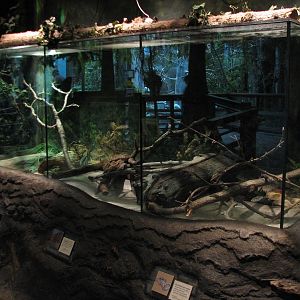 The Swamp - Red-bellied Water Snake, Cottonmouth, and Eastern Box Turtle Ex