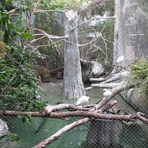 The Swamp - White Ibis and Double-crested Cormorant Exhibit