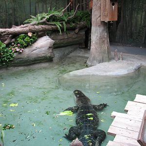 The Swamp - American Alligator Exhibit 1
