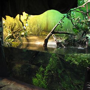 The Swamp - Red Crawfish and Beetles Exhibit