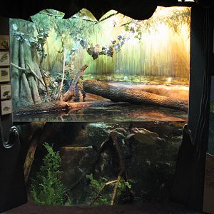 The Swamp - Mixed-species Reptile Exhibit
