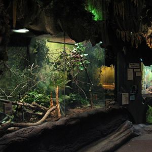 The Swamp - Least Shrew, Rough Green Snake, and Indigo Snake Exhibits