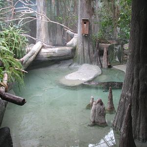 The Swamp - American Alligator Exhibit 2