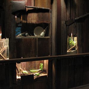 The Swamp - Wolf Spider, Black Widow, and Lubber Grasshopper Exhibits