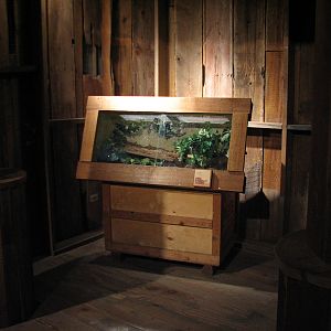 The Swamp - Corn Snake Exhibit