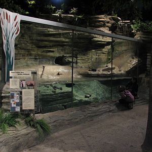 The Swamp - River Otter Exhibit