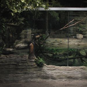 The Swamp - Fish and Alligator Snapping Turtle Exhibits