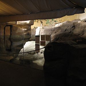 The Fragile Desert - Meerkat and African Crested Porcupine Exhibit Viewing