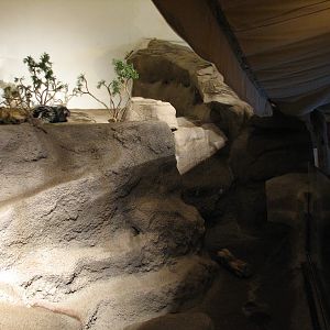 The Fragile Desert - Meerkat and African Crested Porcupine Exhibit