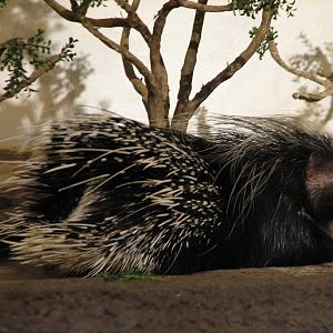 The Fragile Desert - African Crested Porcupine