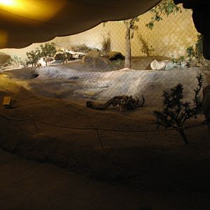 The Fragile Desert - Bat-eared Fox Exhibit Viewing Area