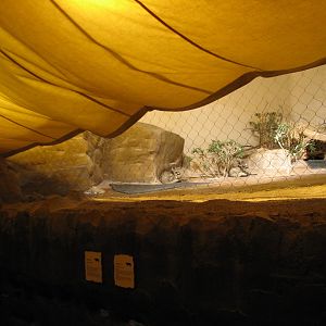 The Fragile Desert - Bat-eared Fox Exhibit