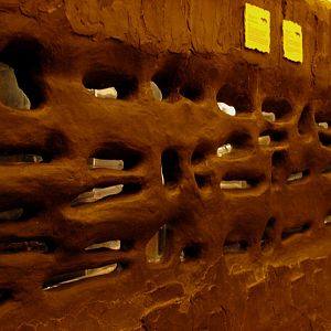 The Fragile Desert - Naked Mole Rat Exhibit