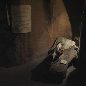 The Fragile Desert - Camel Skull in Cave