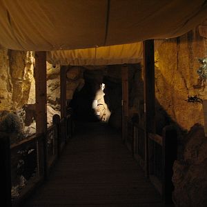 The Fragile Desert - Rock Hyrax and Caracal Exhibits Viewing Bridge
