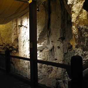 The Fragile Desert - Rock Hyrax Exhibit Viewing Area