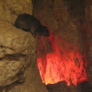 The Fragile Desert - Rock Hyrax Exhibit