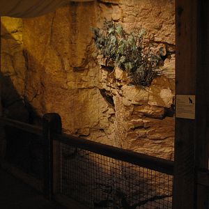 The Fragile Desert - Caracal Exhibit Viewing Area