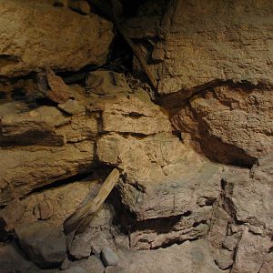 The Fragile Desert - Caracal Exhibit