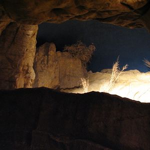 The Fragile Desert - Fennec Fox Exhibit Viewing Area