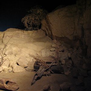 The Fragile Desert - Fennec Fox Exhibit