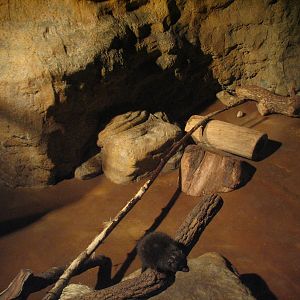The Fragile Desert - Dwarf Mongoose Exhibit