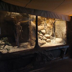 The Fragile Desert - Black-footed Cat Exhibit 1