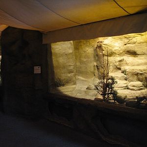 The Fragile Desert - Black-footed Cat Exhibit 2