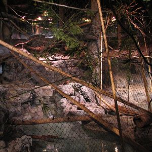 The Fragile Rain Forest - Binturong, Prevosts Squirrel, and Asian Small-cla