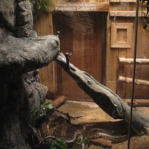 The Fragile Rain Forest - Burmese Python Exhibit