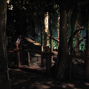 The Fragile Rain Forest - Clouded Leopard Exhibit Viewing Area