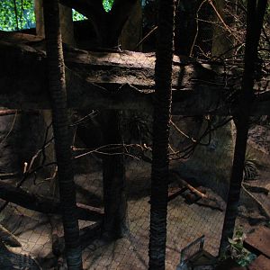 The Fragile Rain Forest - Clouded Leopard Exhibit