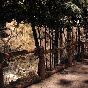 The Fragile Rain Forest - Fishing Cat Exhibit Viewing Area