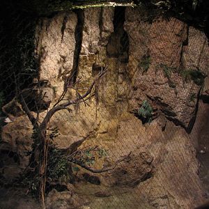 The Fragile Rain Forest - Fishing Cat Exhibit