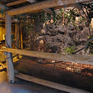 The Fragile Rain Forest - White-crested Laughing Thrush Exhibit