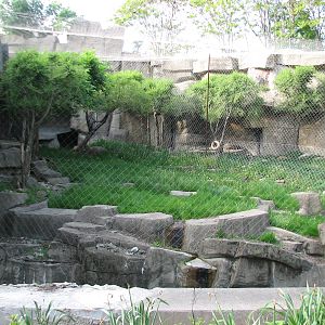 The Fragile Hunters - Snow Leopard Exhibits